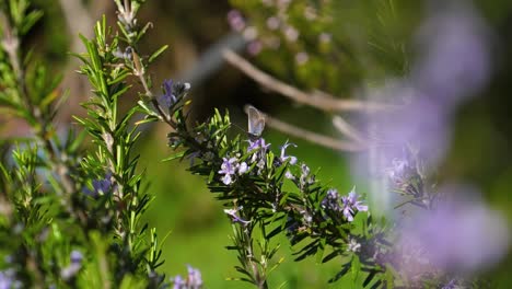 mission blue butterfly resting on rosemary bush