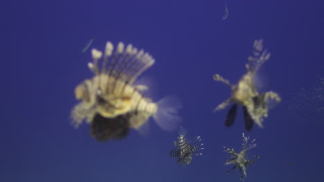 lion fish predators chasing glass fish prey by the coral reef of the red sea of egypt