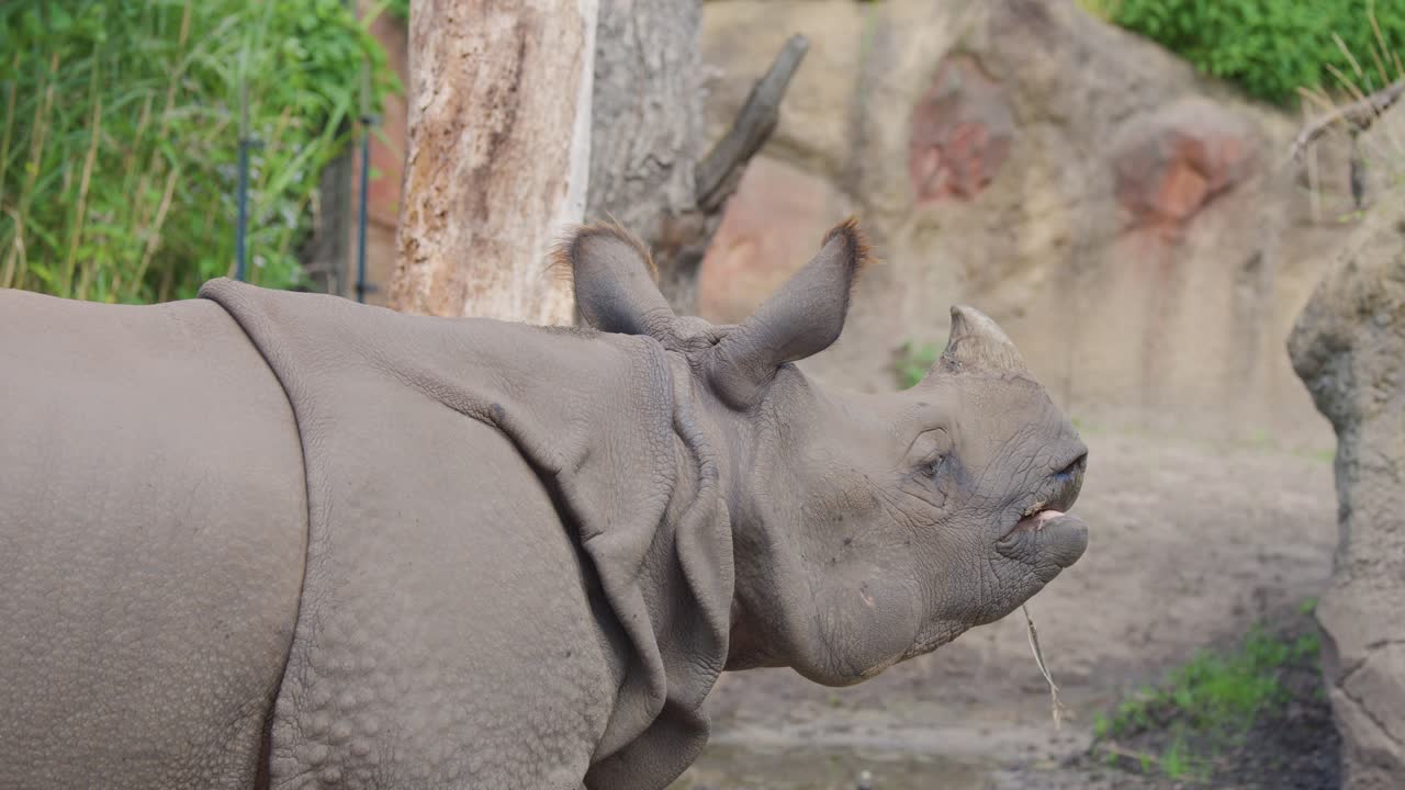 Greater one-horned rhinoceros walks slowly in zoo enclosure, side profile, soft daylight