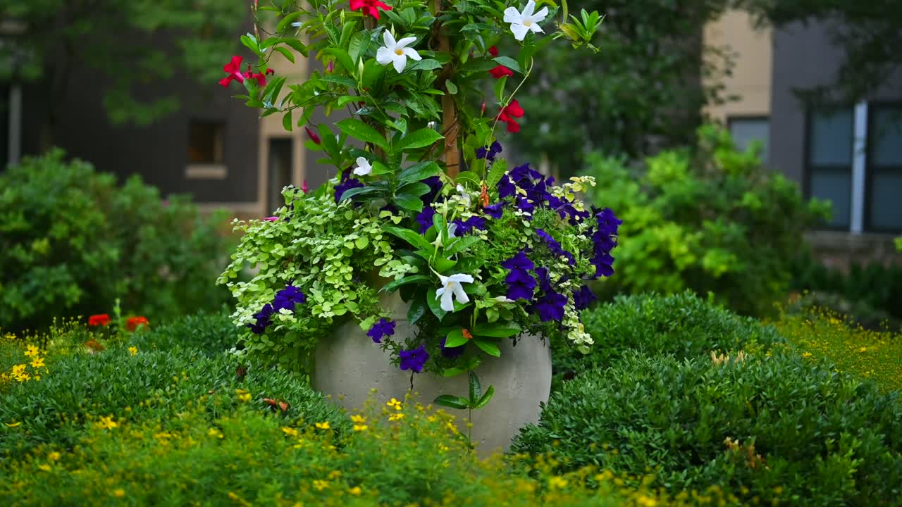 Purple and Red Rose Bush.
