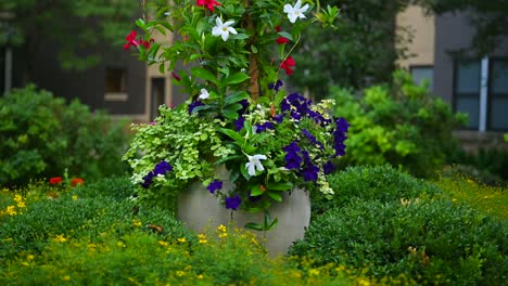 purple and red rose bush.