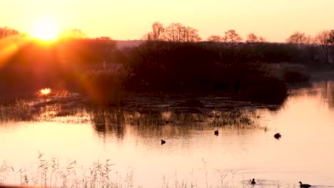 moorhen marsh hen ducks birds swimming on a lake with golden sunset and stunning sunlight rays in somerset, england