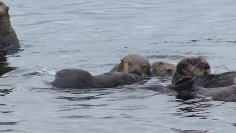 closeup frame of sea otters grooming themselves and being playful in a rainy day