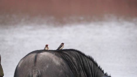 Pájaros-Picabueyes-De-Pico-Rojo-En-La-Parte-Trasera-Del-Búfalo-Del-Cabo