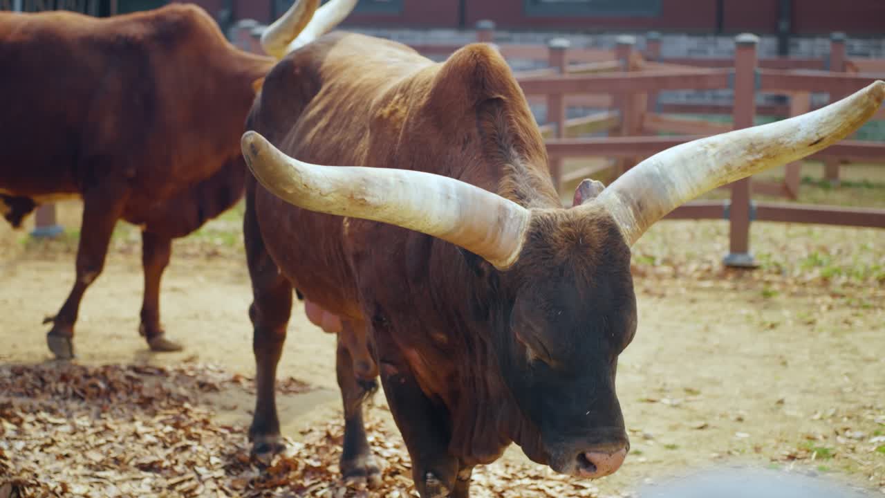 Forte bue Ankole Watusi dal corno lungo di colore marrone che pascola in un recinto esterno presso la fattoria di Anseong, catturando la vita rurale in Corea del Sud