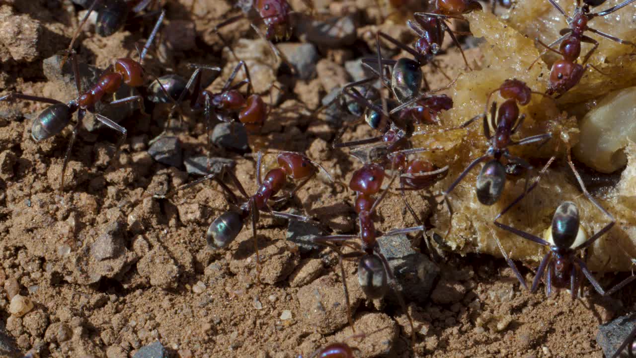Macro closeup of Iridomyrmex ants working together on food scrap in natural daylight setting
