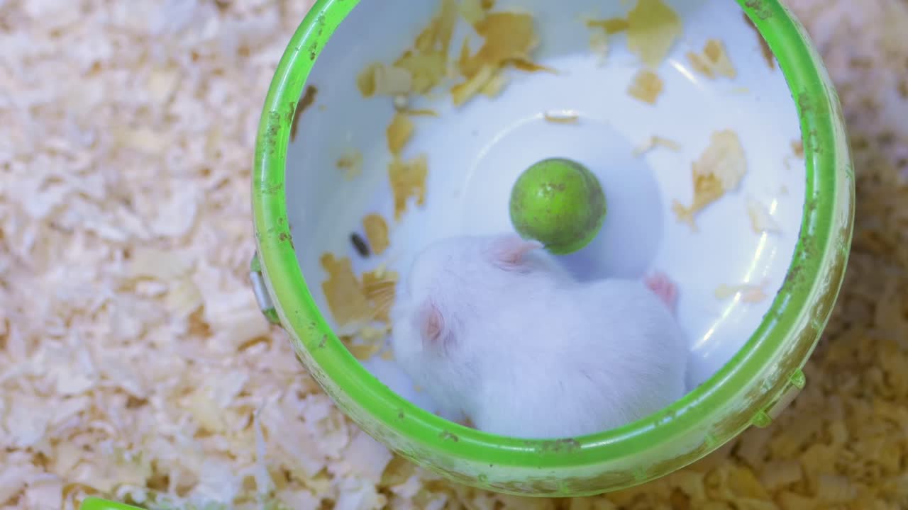 Hamster in a wheel