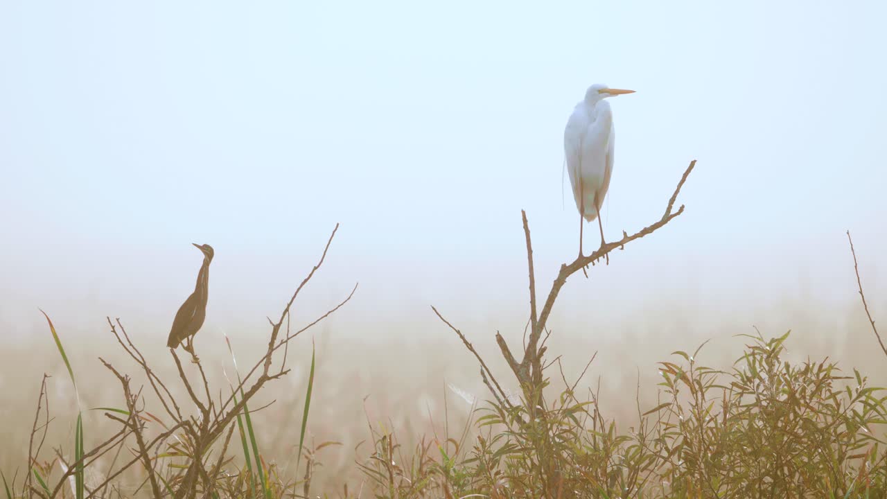 бросок головы белой цапли и сидящая на ветвях зеленая цапля туманным утром на болоте