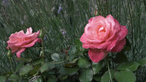 pink rose bush in full bloom with lavender flowers medium shot