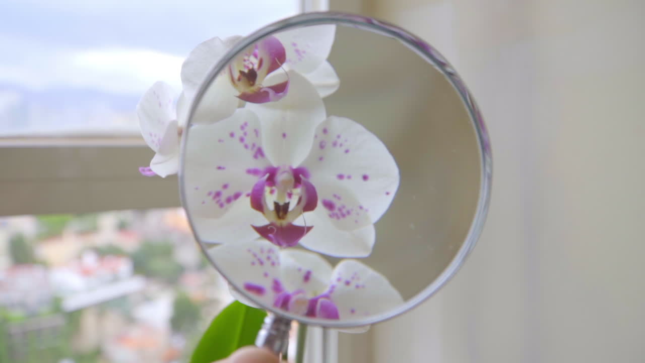 cámara lenta de cerca en la mano con lupa en las orquídeas