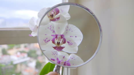 slow motion close up on hand holding magnifying glass on orchids