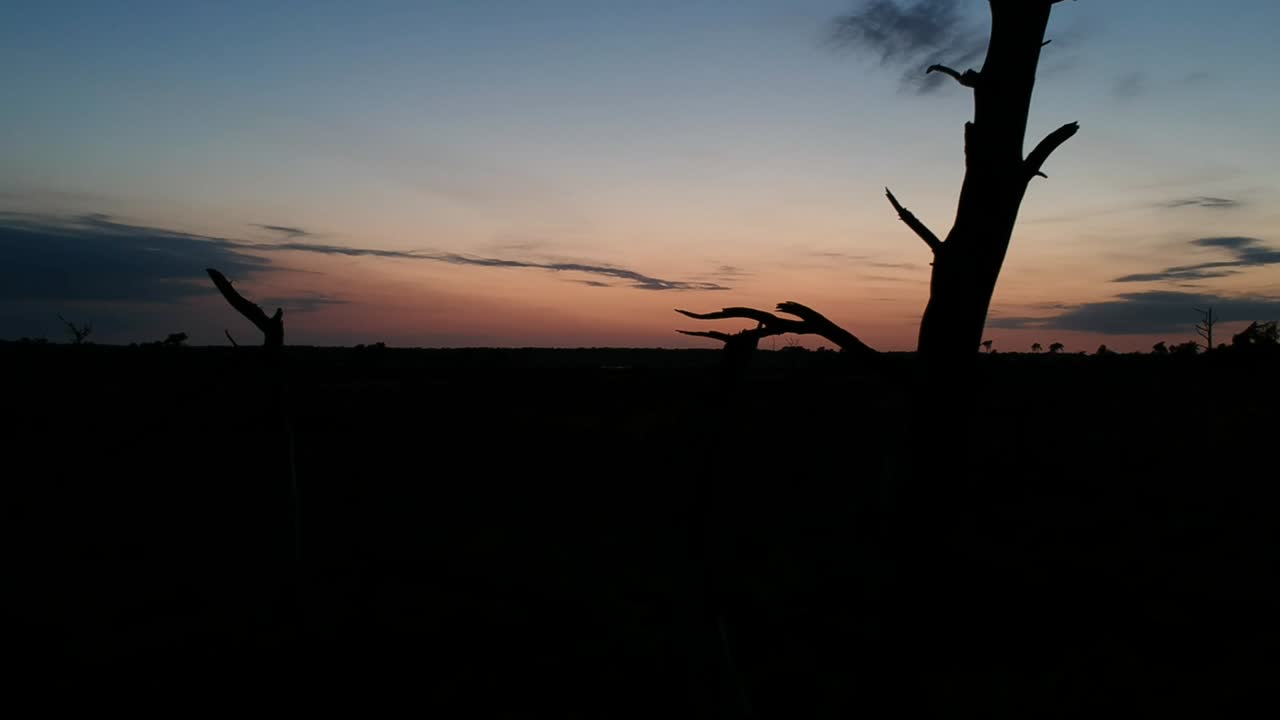 무인 항공기는 파란색 시간 동안 황혼에 silhouetted 나무를 향해 밀어