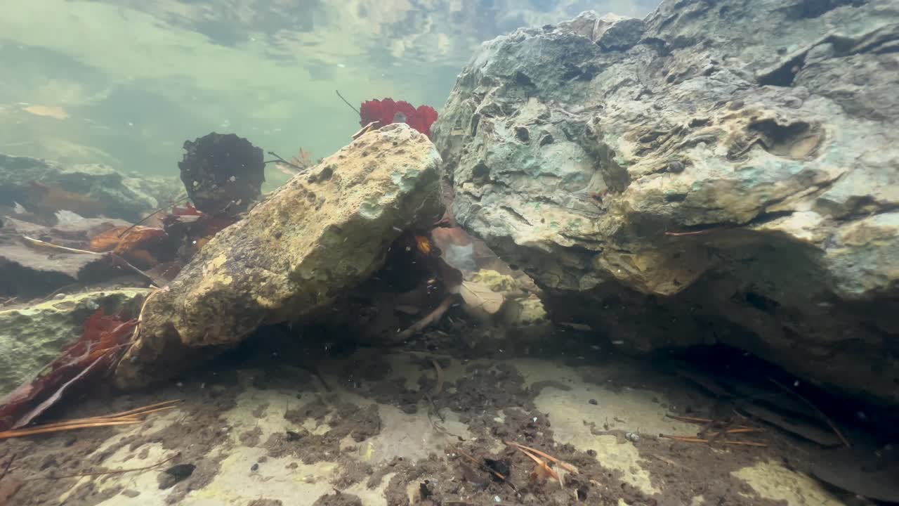 fotografía submarina de cucarachas comunes (rutilus rutilus) escondiéndose entre las rocas en un arroyo poco profundo en saaremaa, estonia.