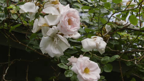 Pink-and-white-roses-growing-among-tangled-and-thorny-vines-during-a-cloudy-Summer-morning