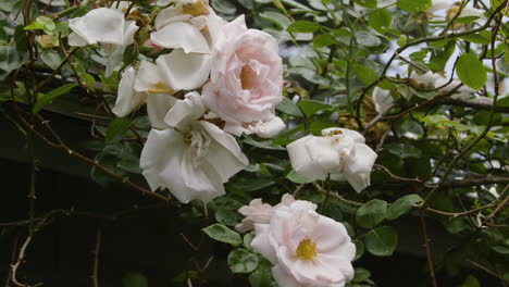 pink and white roses growing among tangled and thorny vines during a cloudy summer morning