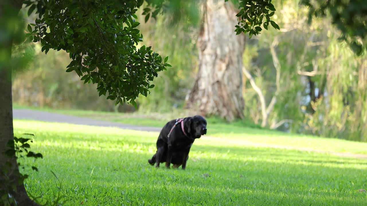 A black dog in a grassy park setting under natural sunlight, captured in a serene moment