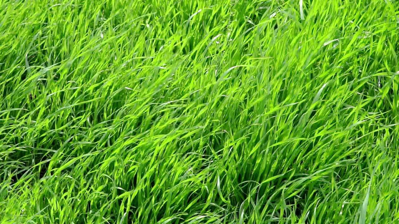 Slow-motion, close-up of green grass in a garden under a breeze