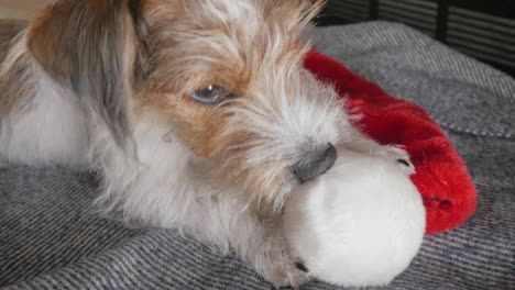 closeup of a wire hair jack russell terrier puppy chewing on a santa hat in 4k