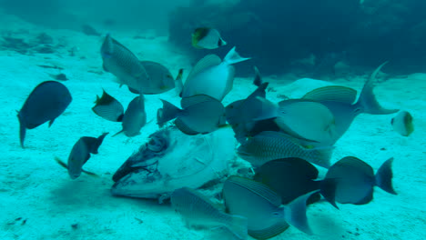 grupo de peces de arrecife que se alimentan ansiosamente de una enorme cabeza de atún muerto que se encuentra en el fondo marino arenoso