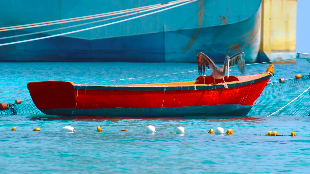 hermoso paisaje de pelícano en un barco de pesca rojo que se sumerge en el agua en un día soleado en curacao - disparo constante
