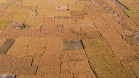 Cinematic-aerial-view-of-rice-paddy-fields,-Bangladesh