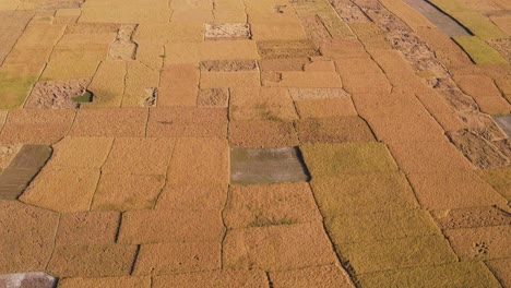 cinematic aerial view of rice paddy fields, bangladesh