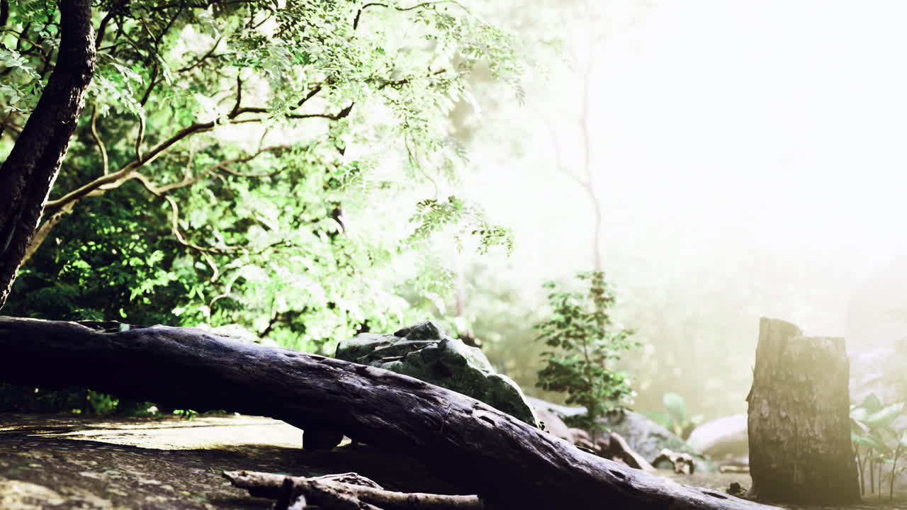 Sunlight filters through the forest as nature awakens in tranquil harmony