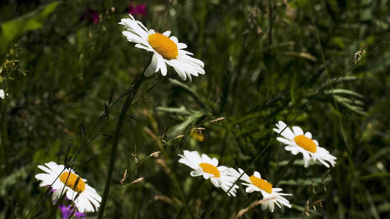 에 있는 아름다운 사탕수수