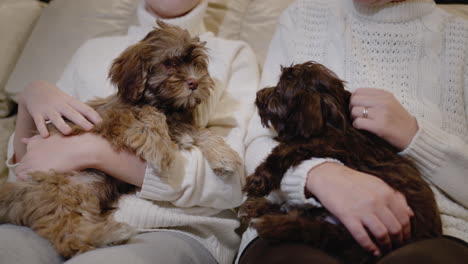 mother and daughter play together with small puppies, relax at home. only hands with pets are visible in the frame