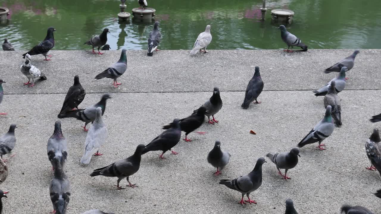 Pigeons flocking and dispersing near a pond