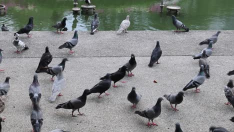 pigeons flocking and dispersing near a pond