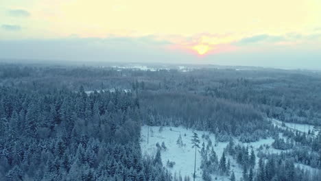 el dron se eleva por encima del bosque de coníferas cubierto de nieve a una impresionante puesta de sol, un paisaje panorámico de invierno