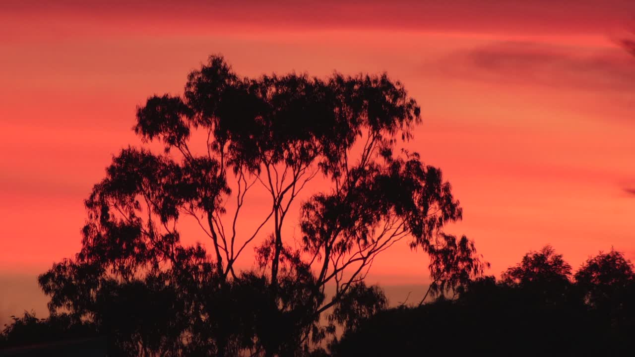 Beautiful Australian Sunset With Bold Vivid Red Pink Orange Sky With Gum Trees, Maffra, Gippsland, Victoria, Australia