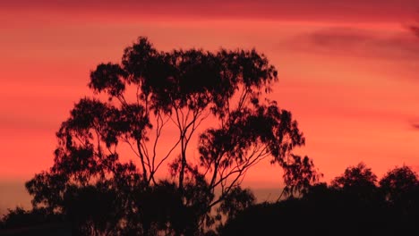 beautiful australian sunset with bold vivid red pink orange sky with gum trees, maffra, gippsland, victoria, australia