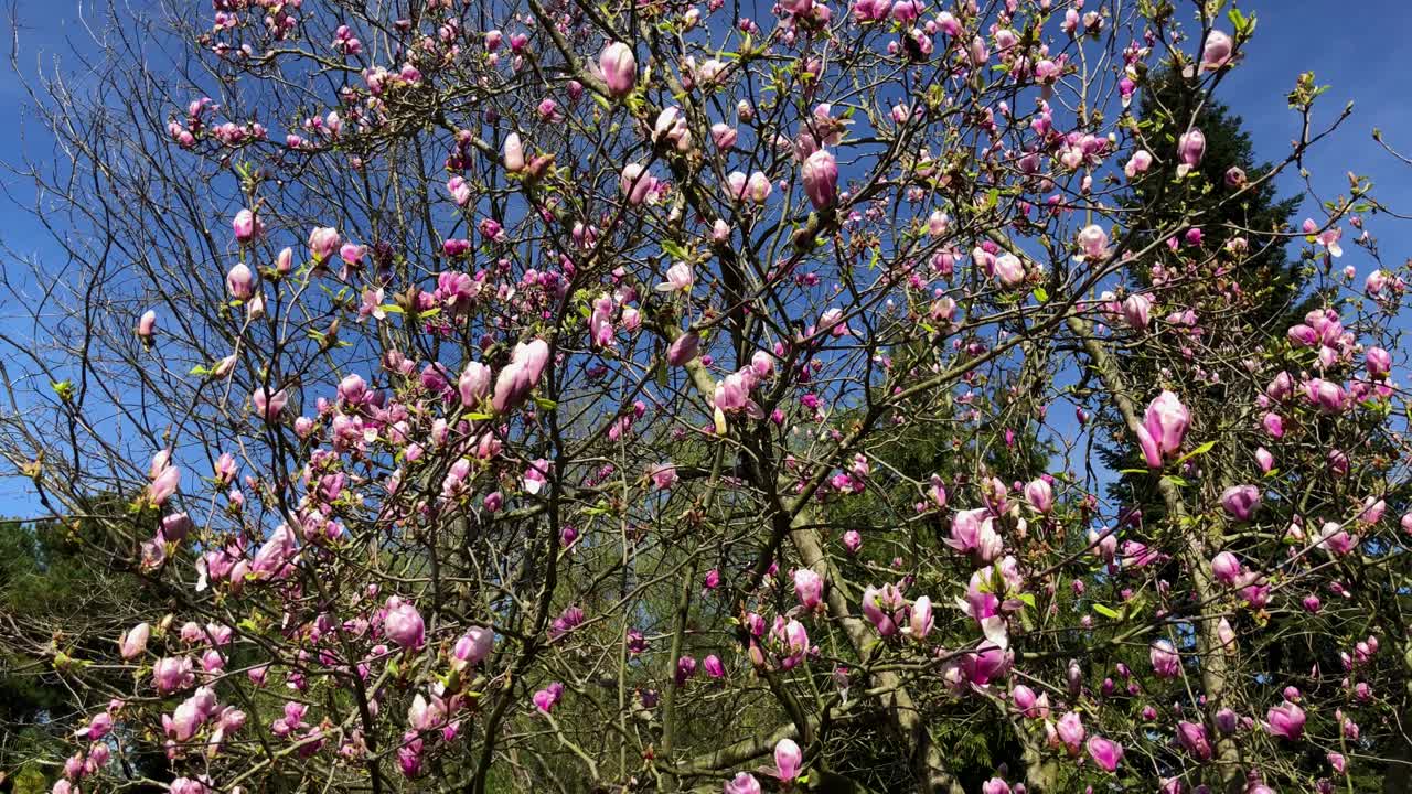 꽃이 피는 분홍색 마그놀리아 나무