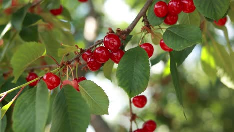 Cherries on the tree
