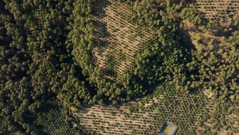 Vista-Superior-Aérea-De-Una-Granja-De-Aguacate-En-México