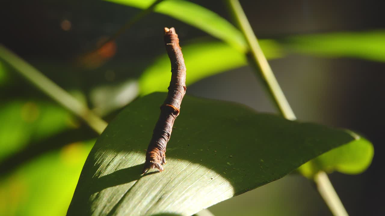 A butterfly caterpillar mimics a twig on a leaf in closeup, blending into Peru’s Amazon rainforest backdrop.