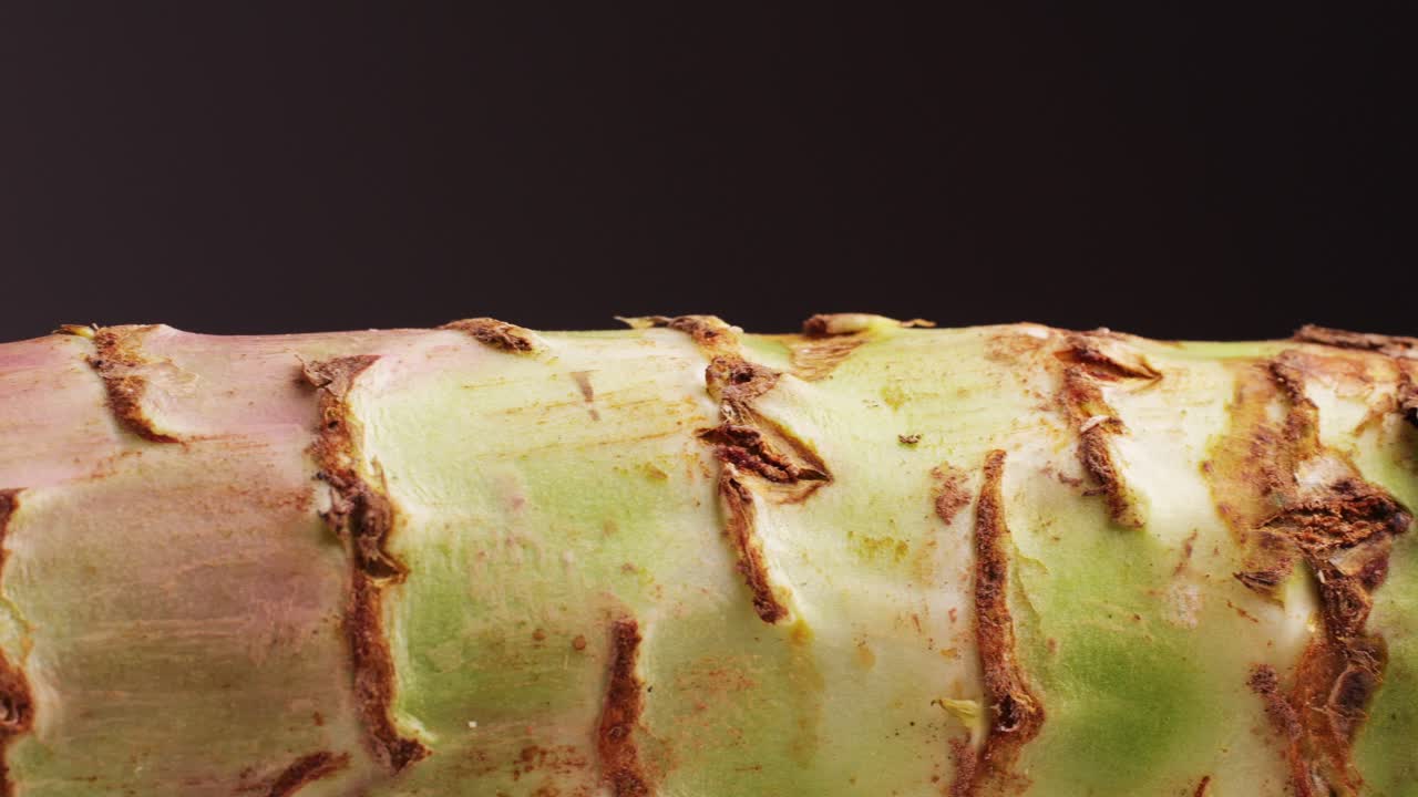 식물 줄기의 클로즈업