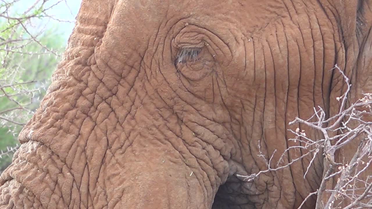 un primerísimo plano de un elefante africano masticando su cena en la sabana