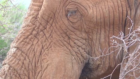 extreme close up of an african elephant chewing his dinner on the savannah