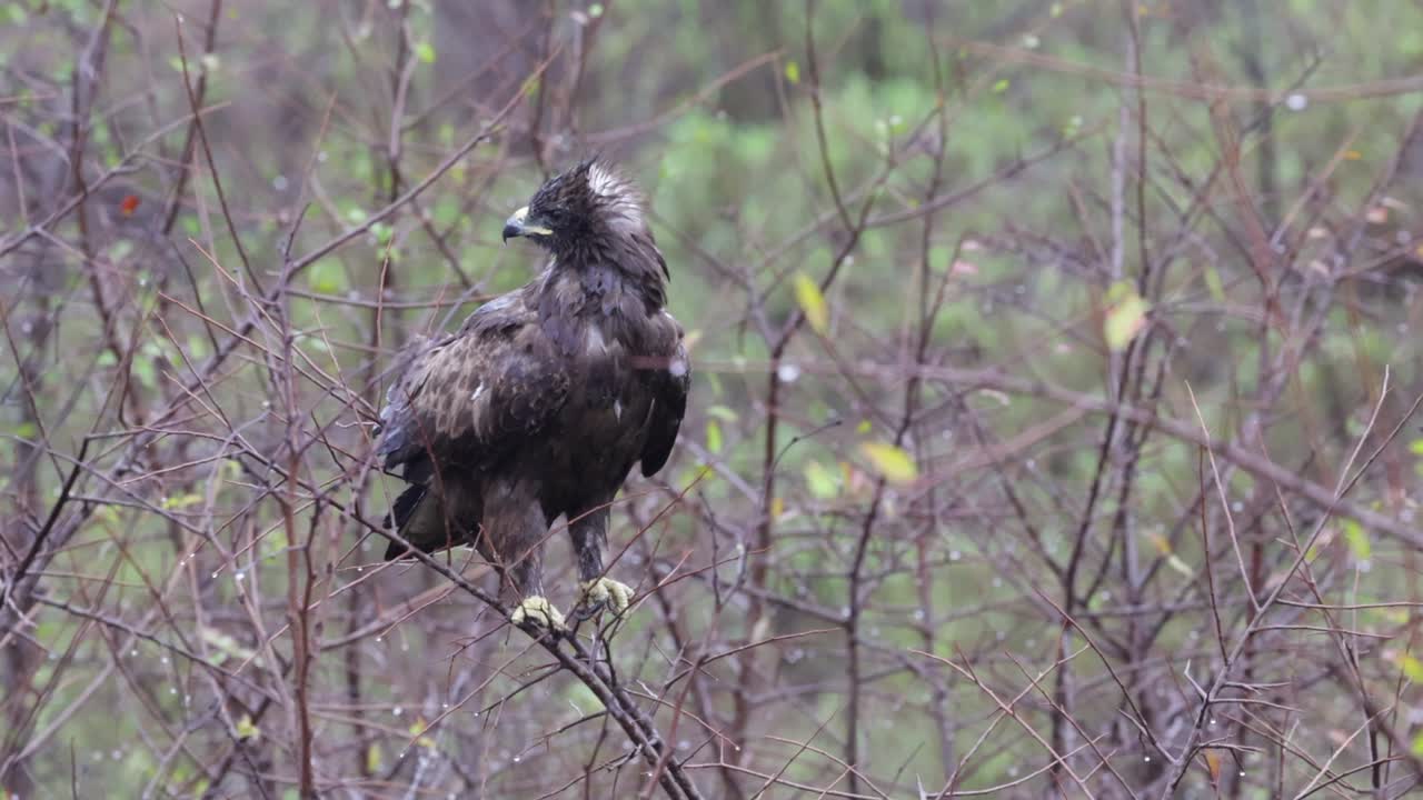mojado por la lluvia reciente, el águila de wahlberg escanea el área desde la rama de la perca
