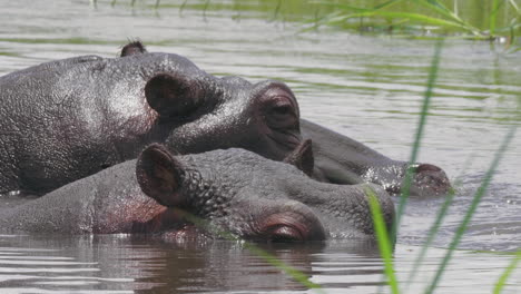 hippos submerged in the cold lake water in bostwana on a hot sunny weather - closeup shot