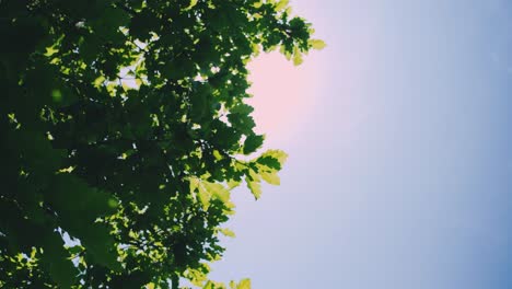 dense greens illuminate: sun rays shining through turgid leaves