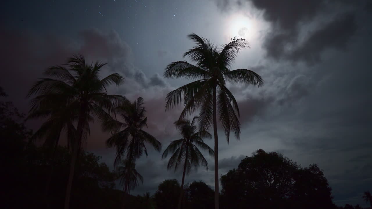 noche de luna llena con siluetas de árboles de pam y nubes