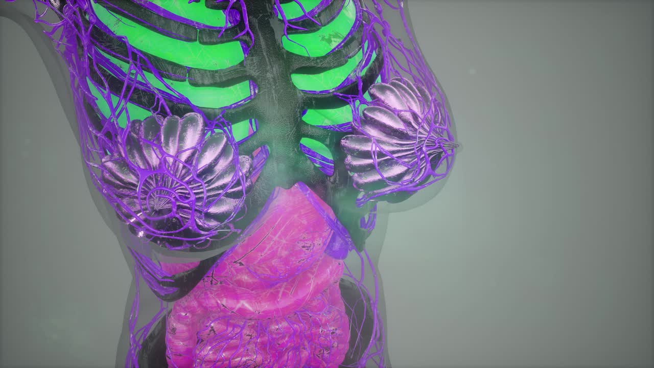 иллюстрация модели человеческого тела