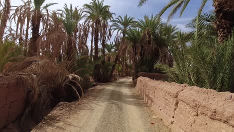 going fast inside an oasis with agricultural fields