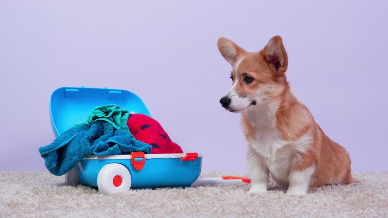 Cute Welsh corgi Pembroke or cardigan puppy is sad because it has small suitcase, but too many things for vacation, front view. Dog sits next to open baggage with pile of clothes. Traveling with pet.