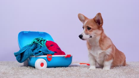 el lindo corgi welsh pembroke o cachorro cardigan es triste porque tiene una maleta pequeña, pero demasiadas cosas para las vacaciones, vista delantera. el perro se sienta al lado del equipaje abierto con un montón de ropa. viajando con mascota.