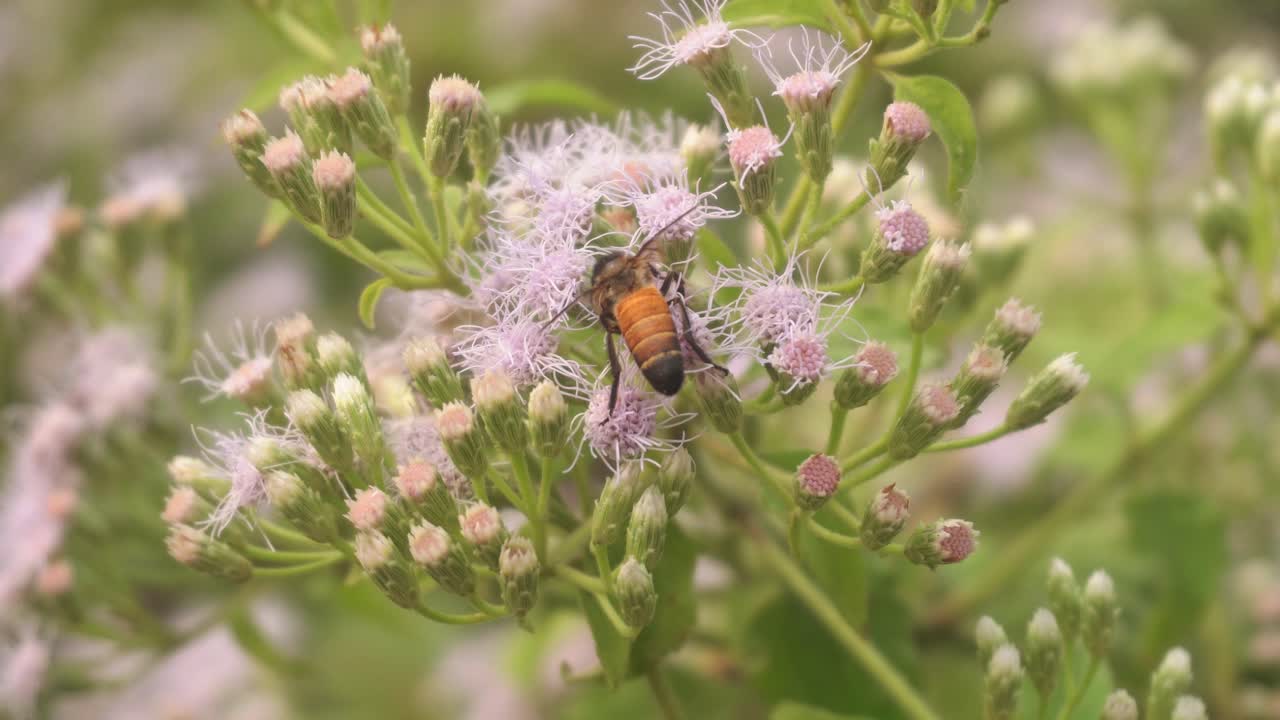 las abejas recogen miel de las flores silvestres